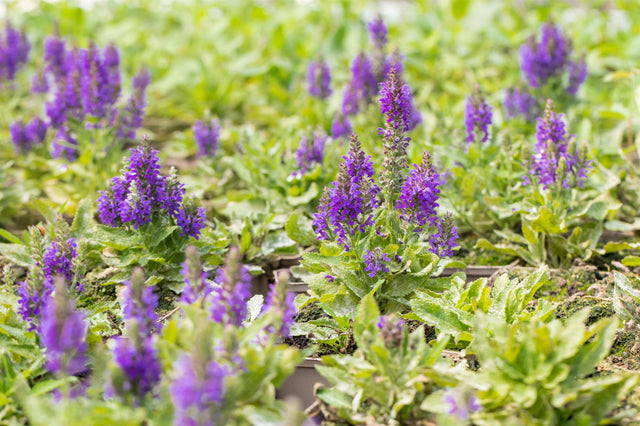 Salvia nemorosa 'Marcus' mit Blüte; Einsatz: , ;;ab 3,00 Euro