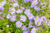 Aster cordifolius 'Little Carlow'; hier mit Blüte; winterhart; Einsatzmöglichkeit z.B. : Staudenbeet;;ab 0,00 Euro