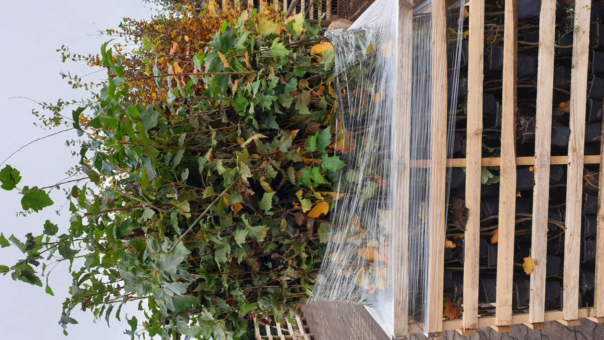 Sorbus torminalis Versand; Einsatz: ;;ab 5,45 Euro