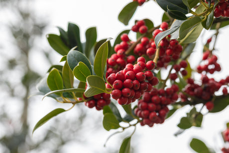 Ilex aquif. 'J. C. van Tol' mit Früchten, erhältlich von 40-60 bis 200-225 cm; Einsatz: ;;ab 30,40 Euro