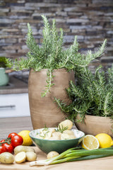 Rosmarinus officinalis 'Capri'; duftend;;ab 0,00 Euro