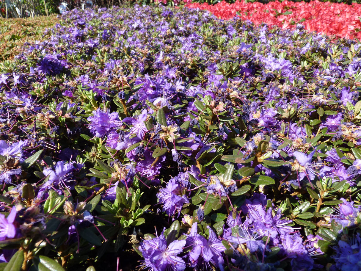 Rhododendron impeditum 'Azurika' als Pflanze im Beet; Einsatz: Rhododendronbeetimmergrün;;Pflanzen vom Profi