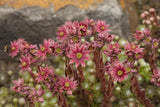 Sempervivum arachn. ssp. tomentosum; hier mit Blüte; winterhart; Einsatzmöglichkeit z.B. : Steingärten;;ab 0,00 Euro