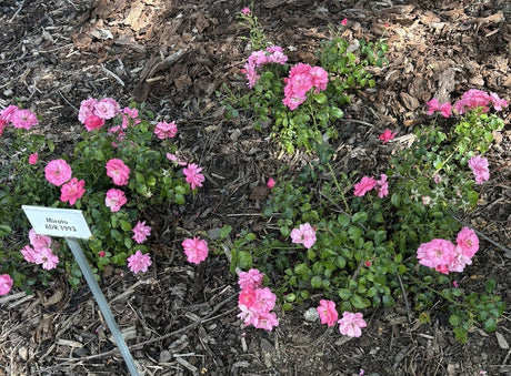 Rosa 'Mirato' BDR in Einzelansicht; Einsatz: ;;ab 8,10 Euro