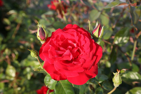 Rosa 'Grandhotel' STR mit Blüte; Einsatz: ;;ab 9,50 Euro