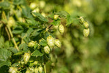 Humulus lupulus , ;;ab 5,40 Euro