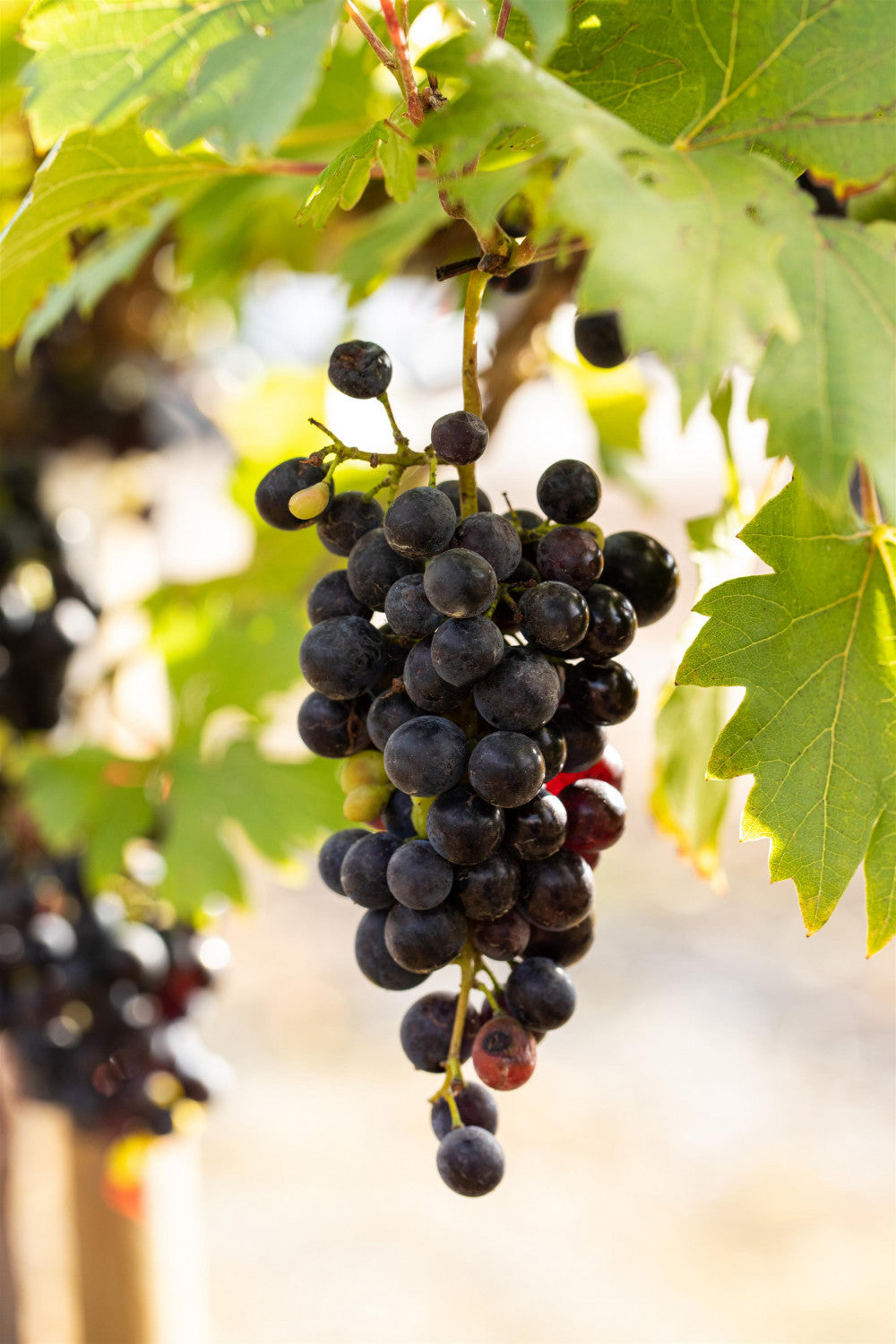 Vitis 'Boskoop Glory' mit Früchten, erhältlich von 80-100 bis 80-100 cm ;;ab 25,90 Euro