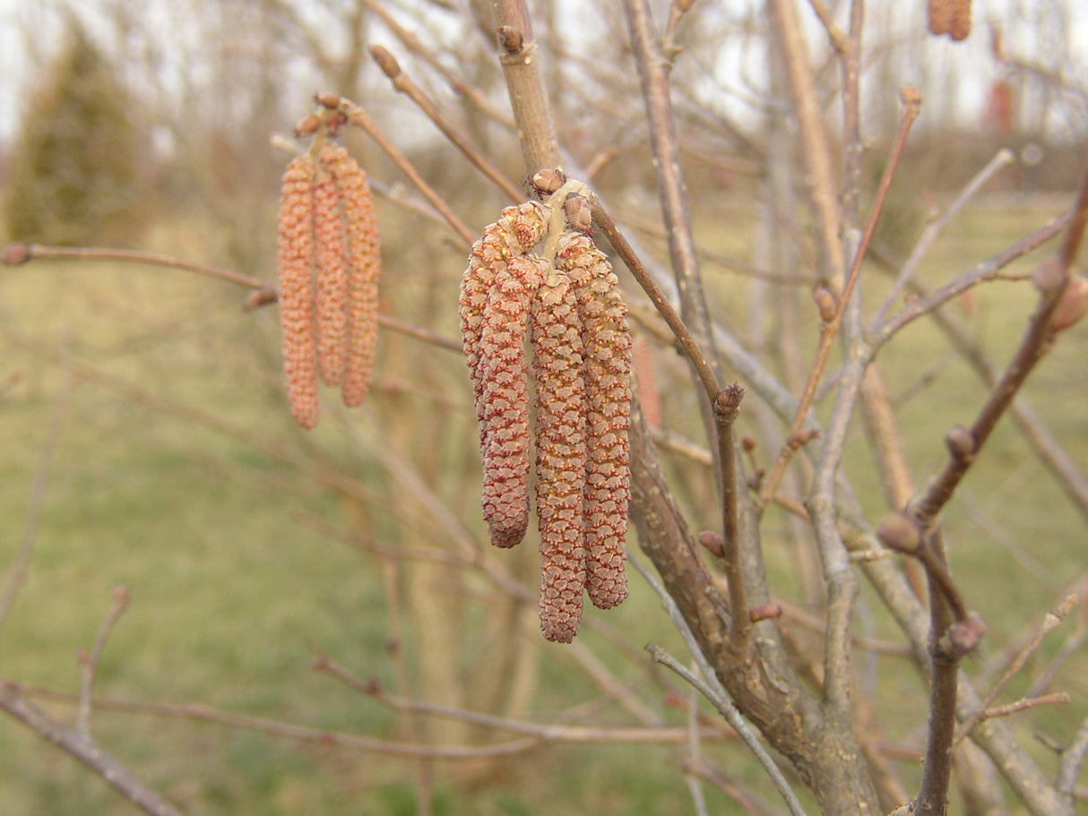 Corylus maxima 'Purpurea' mit Früchten, erhältlich von 40-60 bis 150-200 cm; Einsatz: ;;ab 12,50 Euro