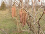 Corylus maxima 'Purpurea' mit Früchten, erhältlich von 40-60 bis 150-200 cm; Einsatz: ;;ab 12,50 Euro