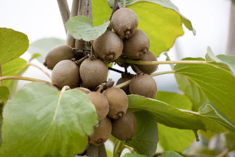 Actinidia chinensis mit Früchten, erhältlich von 40-60 bis 150-200 cm; Einsatz: ;;ab 22,70 Euro