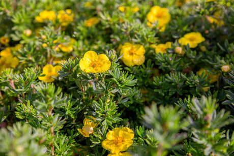 Potentilla 'Hachmann's Gigant' mit Blüte, erhältlich von 20-30 bis 40-60 cm; Einsatz: ;;ab 4,10 Euro