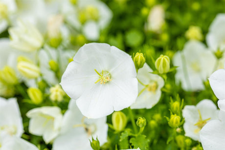 Campanula carp. 'Weiße Clips' mit Blüte; Einsatz: ;;ab 3,30 Euro