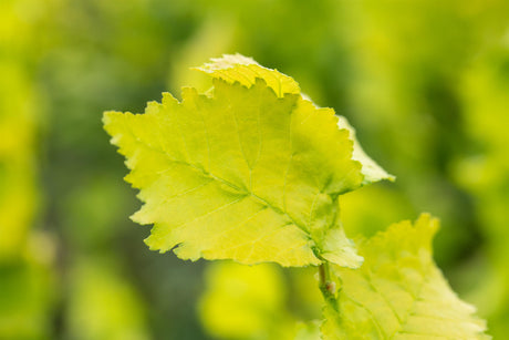 Ulmus hollandica 'Dodoens' mit Sommerbelaubung, erhältlich von 270-330 bis 450-650 cm; Einsatz: ;;ab 279,00 Euro