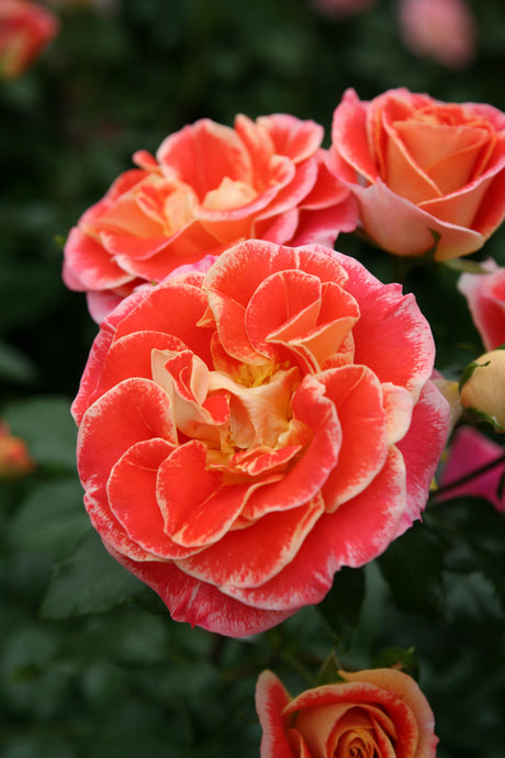 Rosa 'Airbrush' BT mit Blüte; Einsatz: ;;ab 8,10 Euro