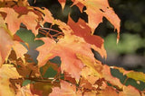 Zuckerahorn mit Herbstlaub; Einsatz: Zierbaumanspruchslos;;Pflanzen vom Profi