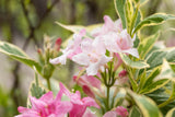 Weigela florida 'Variegata'; hier mit Blüte; schöne Blüte; Einsatzmöglichkeit z.B. : Blütenhecke; erhältlich von 40-60 bis 40-60 cm;;ab 25,50 Euro