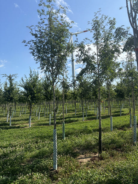 Sorbus aucuparia VkG 6; essbare Früchte;;ab 3,55 Euro