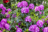 Rhododendron williams. 'Andrea'; hier mit Blüte; winterhart; Einsatzmöglichkeit z.B. : Solitärpflanze; erhältlich von 40-50 bis 40-50 cm;;ab 68,90 Euro