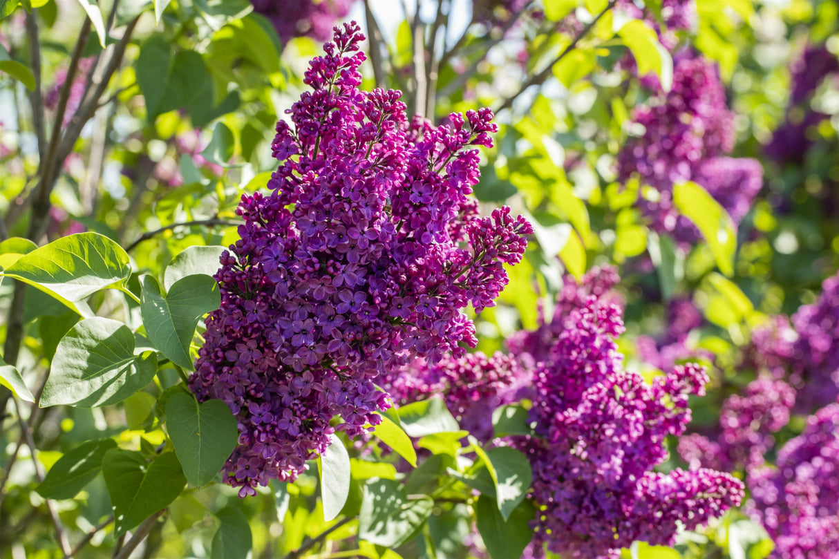 Syringa vulg. 'Andenken an Ludwig Späth' mit Blüte, erhältlich von 40-60 bis 150-175 cm; Einsatz: ;;ab 7,20 Euro