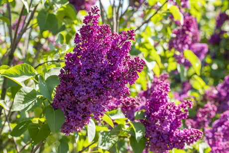 Syringa vulg. 'Andenken an Ludwig Späth' mit Blüte, erhältlich von 40-60 bis 150-175 cm; Einsatz: ;;ab 7,20 Euro