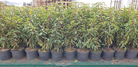 Prunus lusitanica 'Angustifolia'; als Pflanze im Beet; nahrungsquelle für Insekten; Einsatzmöglichkeit z.B. : Grundstücksabgrenzung;;mit zeitnaher Lieferung