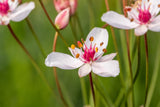 Butomus umbellatus mit Blüte; Einsatz: ;;ab 4,25 Euro