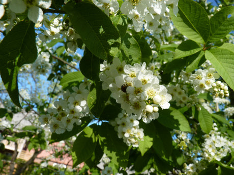 Vogel-Kirsche mit Blüte, erhältlich als: verschulte Sträucher, Solitär, Sämling, Hochstamm, leichte Heister, verschulte Heister, leichte Sträucher; Einsatz: Bienenweiderobust;;günstig mit Qualität