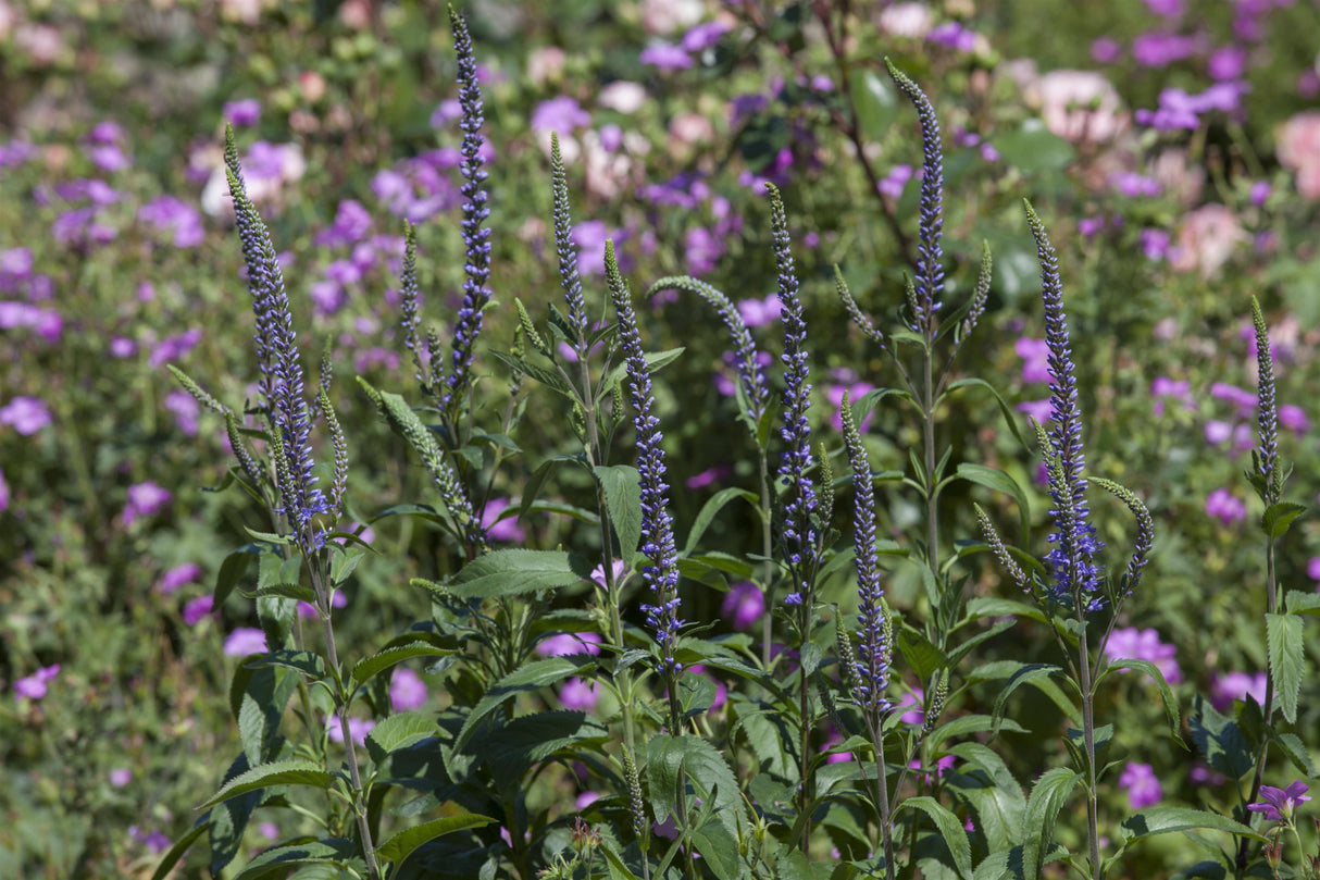 Veronica spicata als Pflanze im Beet; Einsatz: ;;ab 4,30 Euro