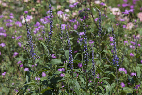 Veronica spicata als Pflanze im Beet; Einsatz: ;;ab 4,30 Euro
