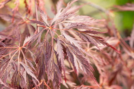 Acer palmatum 'Inaba-shidare' mit Sommerbelaubung, erhältlich von 40-50 bis 60-70 cm; Einsatz: ;;ab 69,00 Euro
