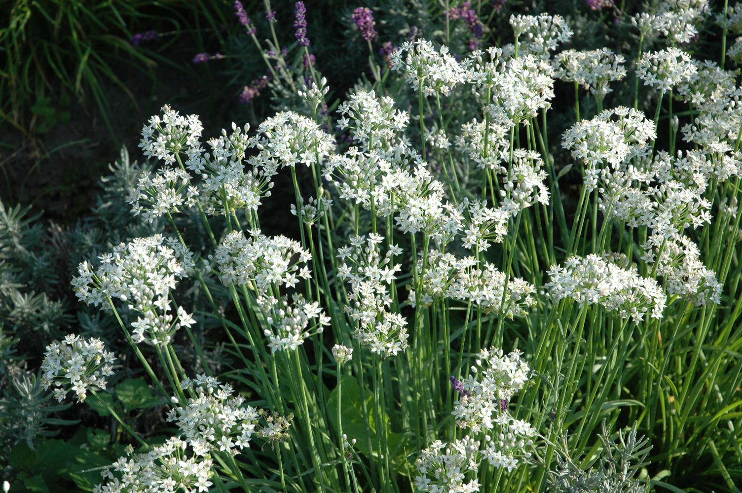 Allium tuberosum (Schnitt-Knoblauch)