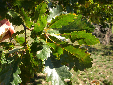 Quercus petraea VkG 1 mit Belaubung, erhältlich von 50-80 bis 450-650 cm; Einsatz: ;;ab 2,18 Euro
