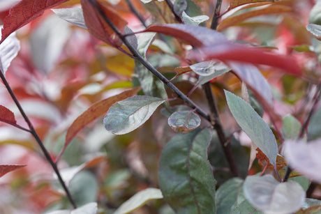 Prunus padus 'Colorata' mit Belaubung, erhältlich von 270-330 bis 450-650 cm; Einsatz: ;;ab 279,00 Euro
