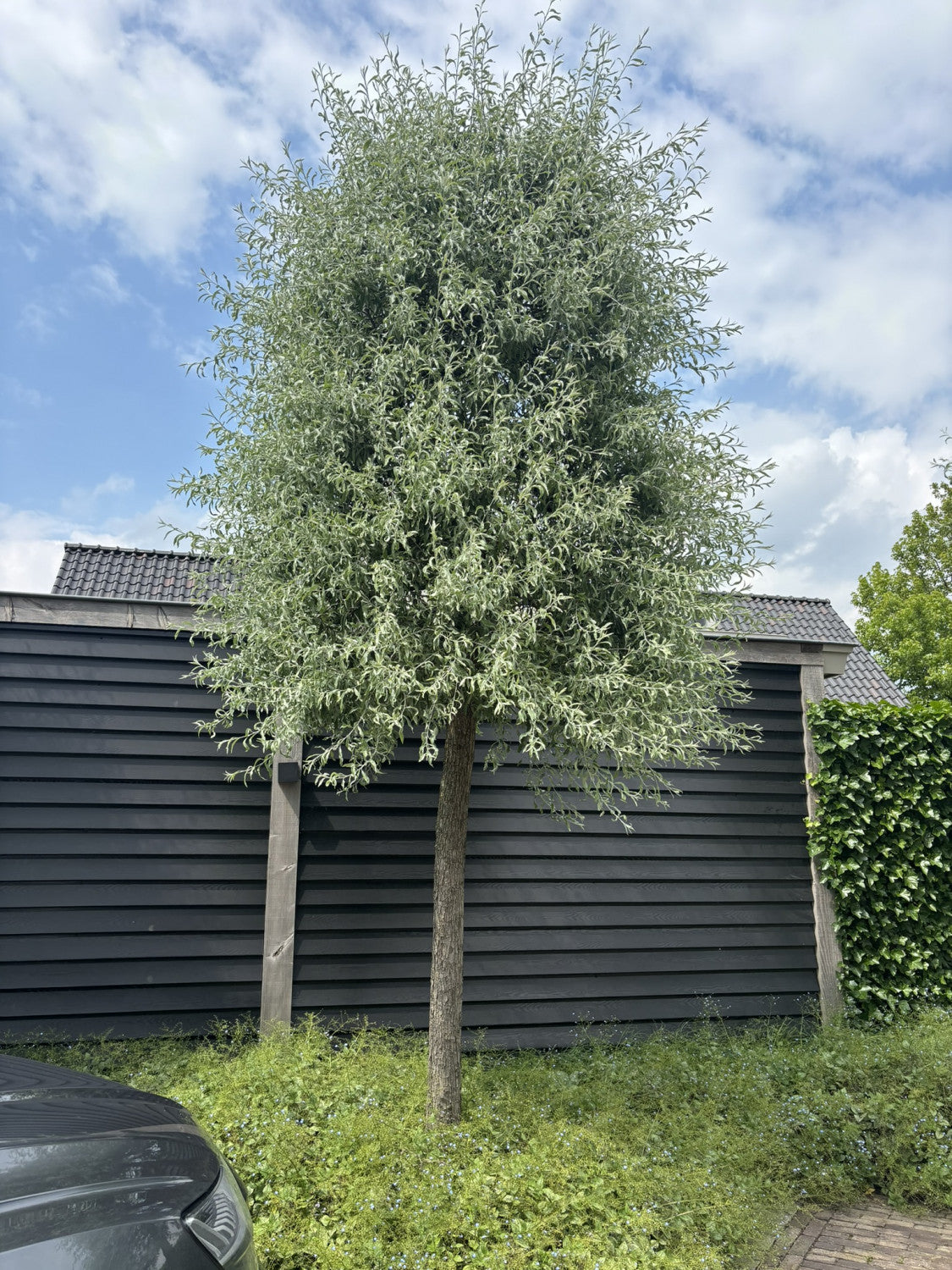 Pyrus Salicifolia 'Pendula' , erhältlich als: verschulte Sträucherschnellwüchsig;;günstig mit Qualität