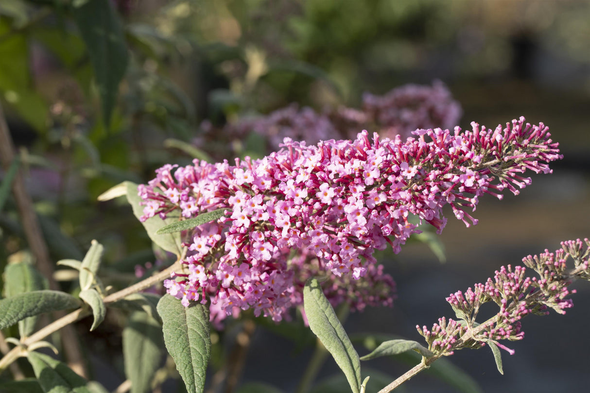 Buddleja davidii 'Pink Delight' mit Blüte, erhältlich von 60-100 bis 125-150 cm; Einsatz: ;;ab 13,00 Euro