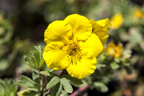 Potentilla 'Sommerflor' , erhältlich von 20-30 bis 40-60 cm;;ab 4,10 Euro