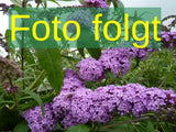 Buddleja davidii 'Fascination'; Bild wird ergänzt; schnittverträglich; Einsatzmöglichkeit z.B. : Bienenweide; verfügbar in 4 Größen und Varianten;;ab 17,50 Euro