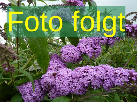 Bild wird ergänzt für Buddleja 'Orchid Beauty' (Sommerflieder 'Orchid Beauty')