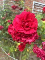 Rosa 'Amadeus' KL mit Blüte; Einsatz: robust;;mit zeitnaher Lieferung