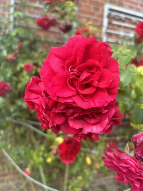 Rosa 'Amadeus' KL; hier mit Blüte; robust; Einsatzmöglichkeit z.B. : Rankgitter;;günstig mit Qualität