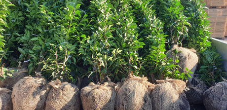 Prunus lusitanica 'Angustifolia'; hier als Ballenpflanze; robust gegen Krankheiten; Einsatzmöglichkeit z.B. : Solitär;;ab 56,00 Euro