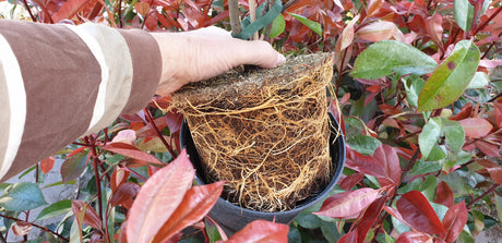 Photinia fraseri 'Red Robin'; hier im Topf; schnittverträglich; Einsatzmöglichkeit z.B. : Blütenhecke;;ab 28,40 Euro