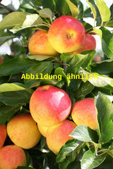 Genaues Foto für Malus 'Jonica' folgt; dieses ähnliche Bild dient der Illustration von Apfel 'Jonica' mittel