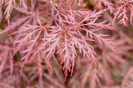 acer palmatum var. dissectum 'garnet' mit Sommerbelaubung, erhältlich als: ; Einsatz: ziergehölzkompakte Form;;günstig mit Qualität