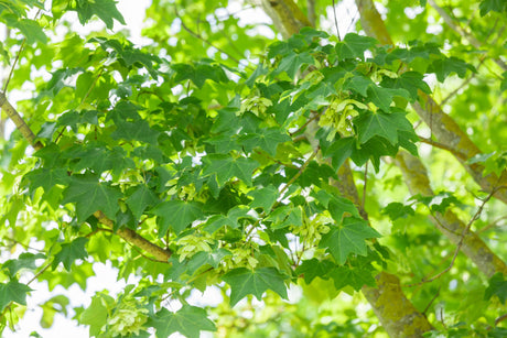Acer cappadocicum 'Rubrum' mit Sommerbelaubung, erhältlich von 125-150 bis 450-650 cm; Einsatz: ;;ab 91,00 Euro