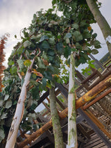 jacquemonts birke; vorbereitet für Versand; dekorative Rinde; Einsatzmöglichkeit z.B. : Heckenpflanze;;mit zeitnaher Lieferung