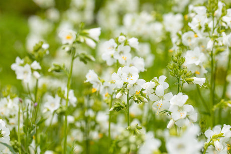 Polemonium caeruleum 'Album' mit Blüte; Einsatz: ;;ab 3,35 Euro