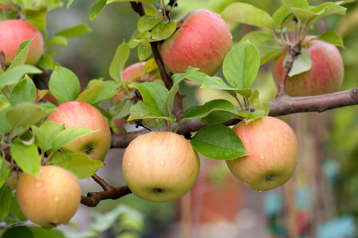 Malus 'Goldparmäne' mit Früchten, erhältlich von 150-200 bis 450-650 cm; Einsatz: ;;ab 34,60 Euro