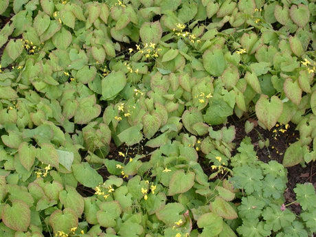 Epimedium x versicolor als Pflanze im Beet; Einsatz: ;;ab 4,80 Euro