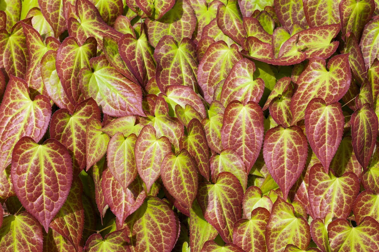 Epimedium grandiflorum 'Elfenkönigin' mit Belaubung; Einsatz: ;;ab 6,55 Euro